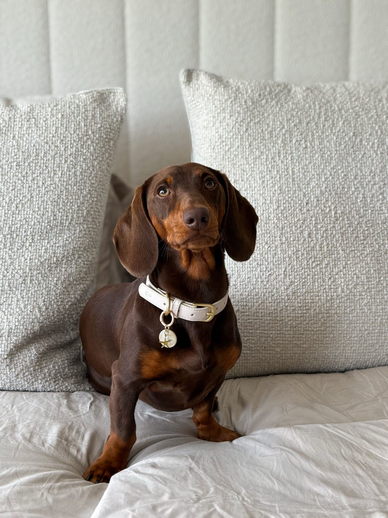 Coconut Milk Dog Collar