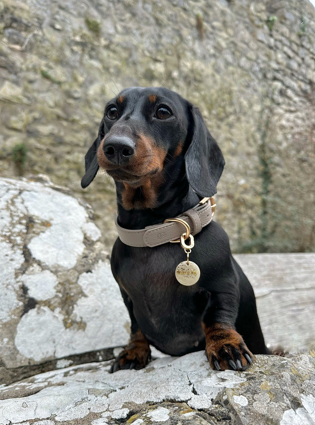 Hearthstone dog collar