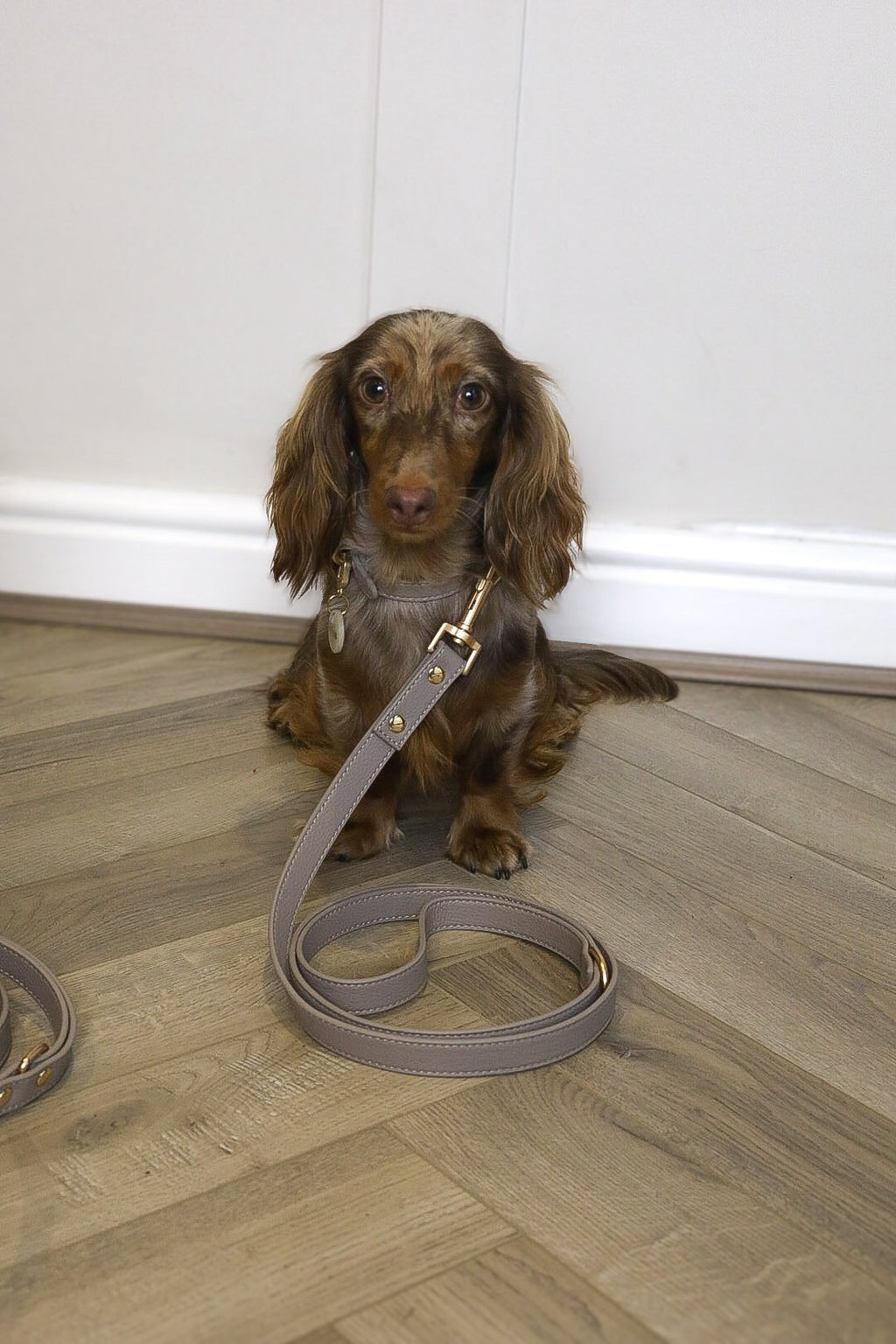 Hearthstone dog collar