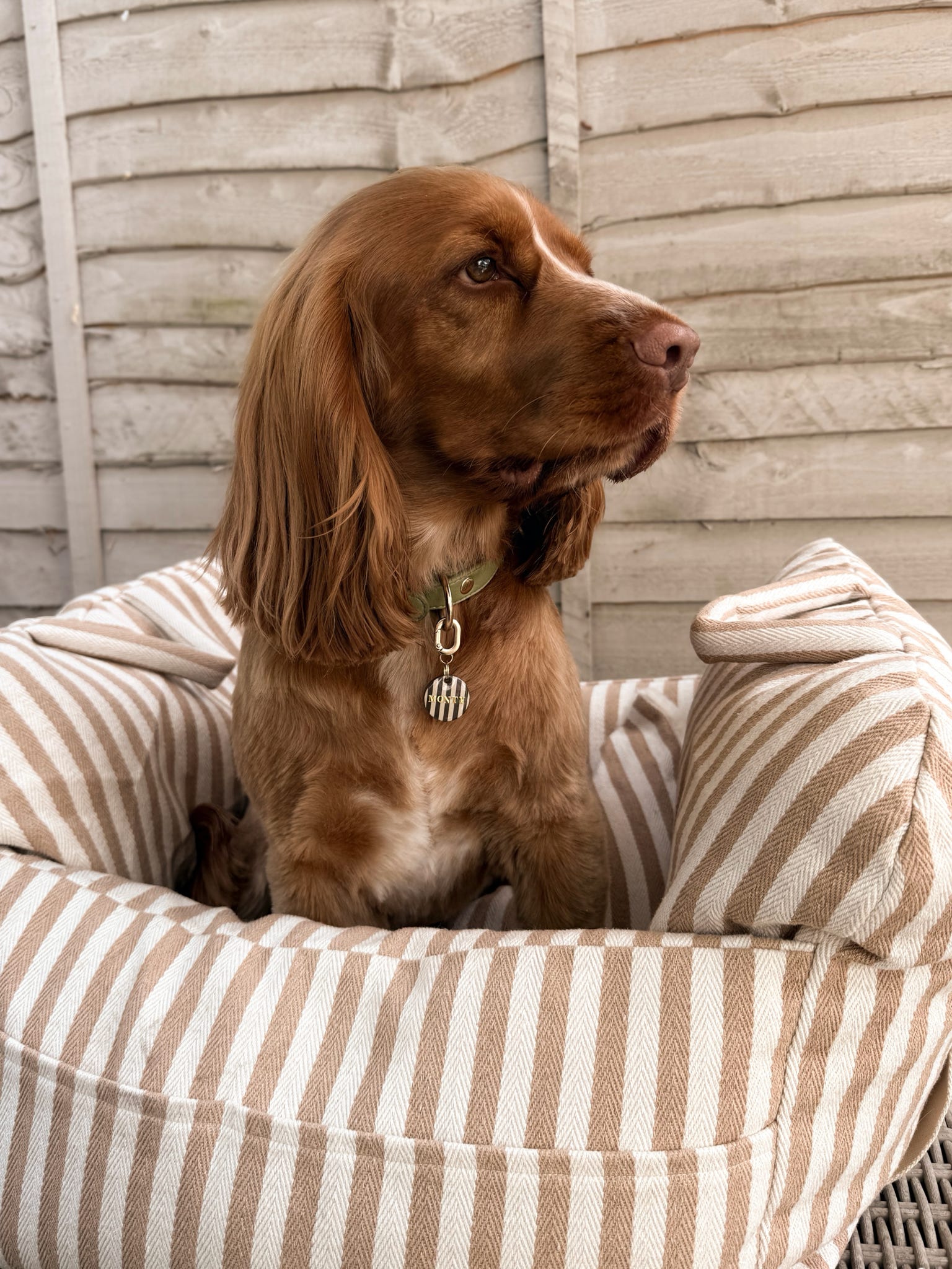 Chocolate strip ID tag