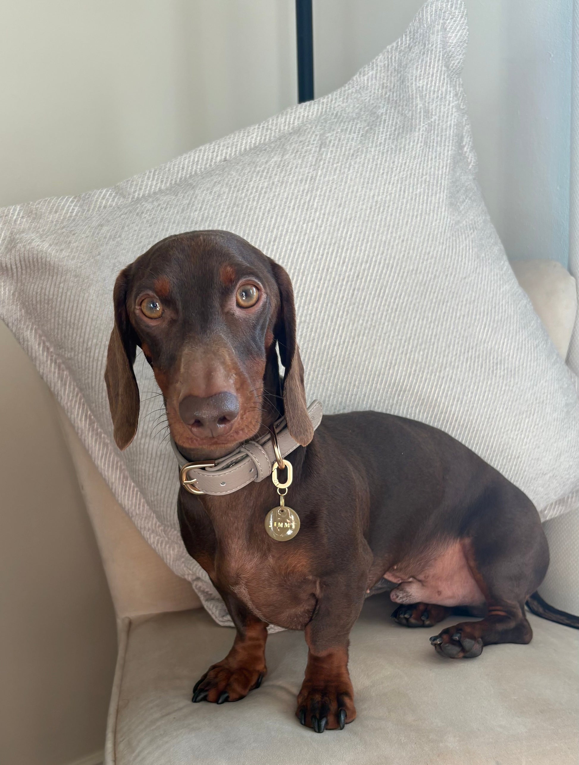 Hearthstone dog collar