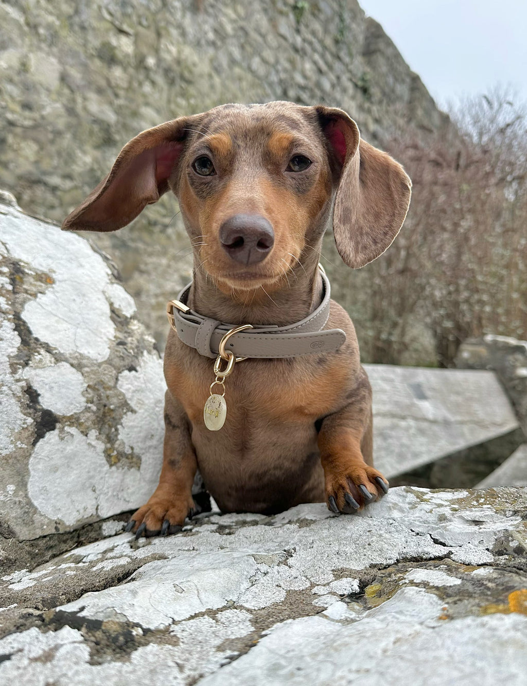 Hearthstone dog collar