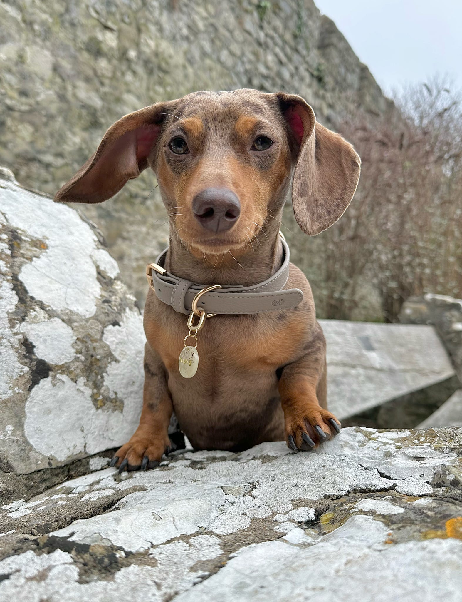 Hearthstone dog collar