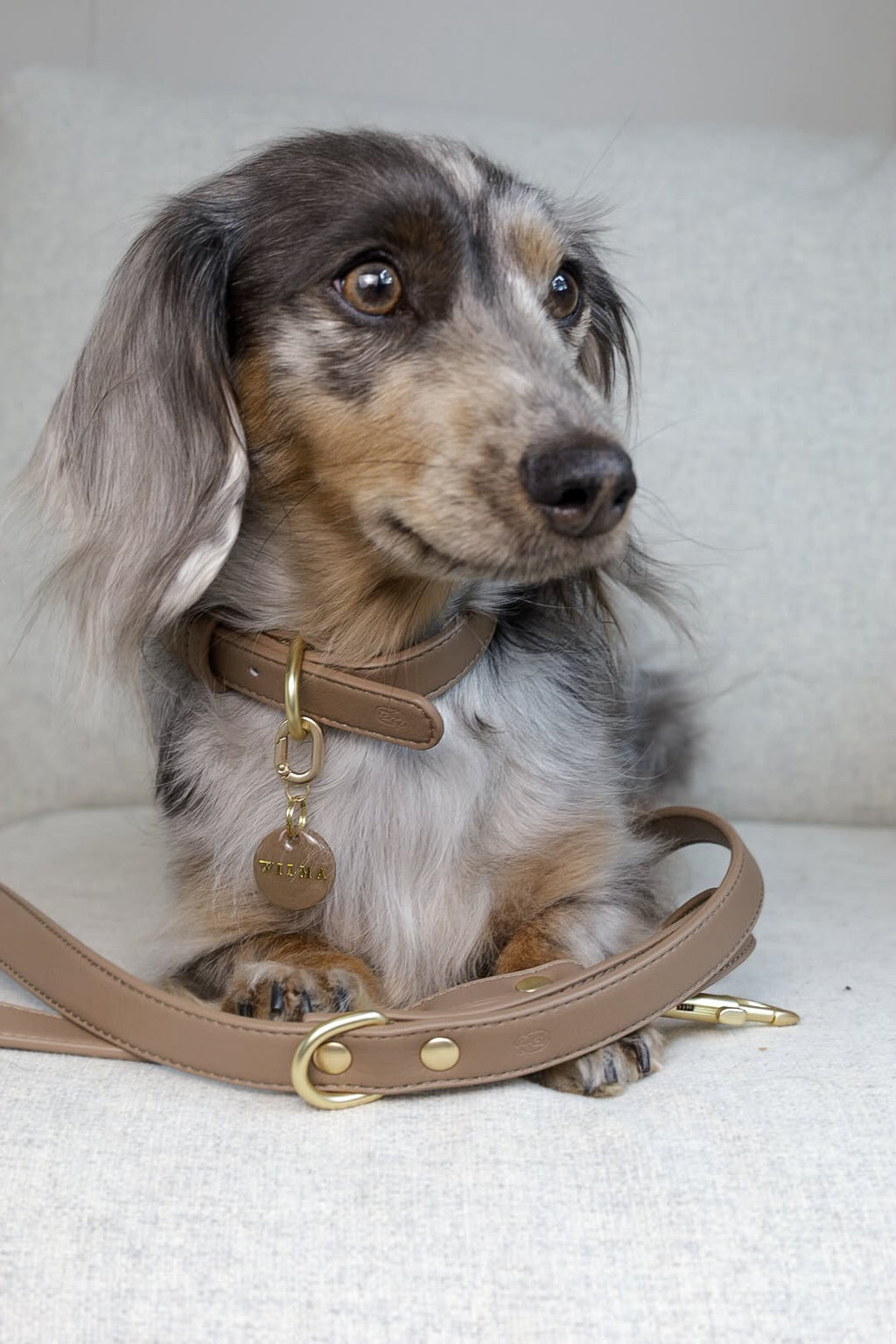 Truffle dog collar