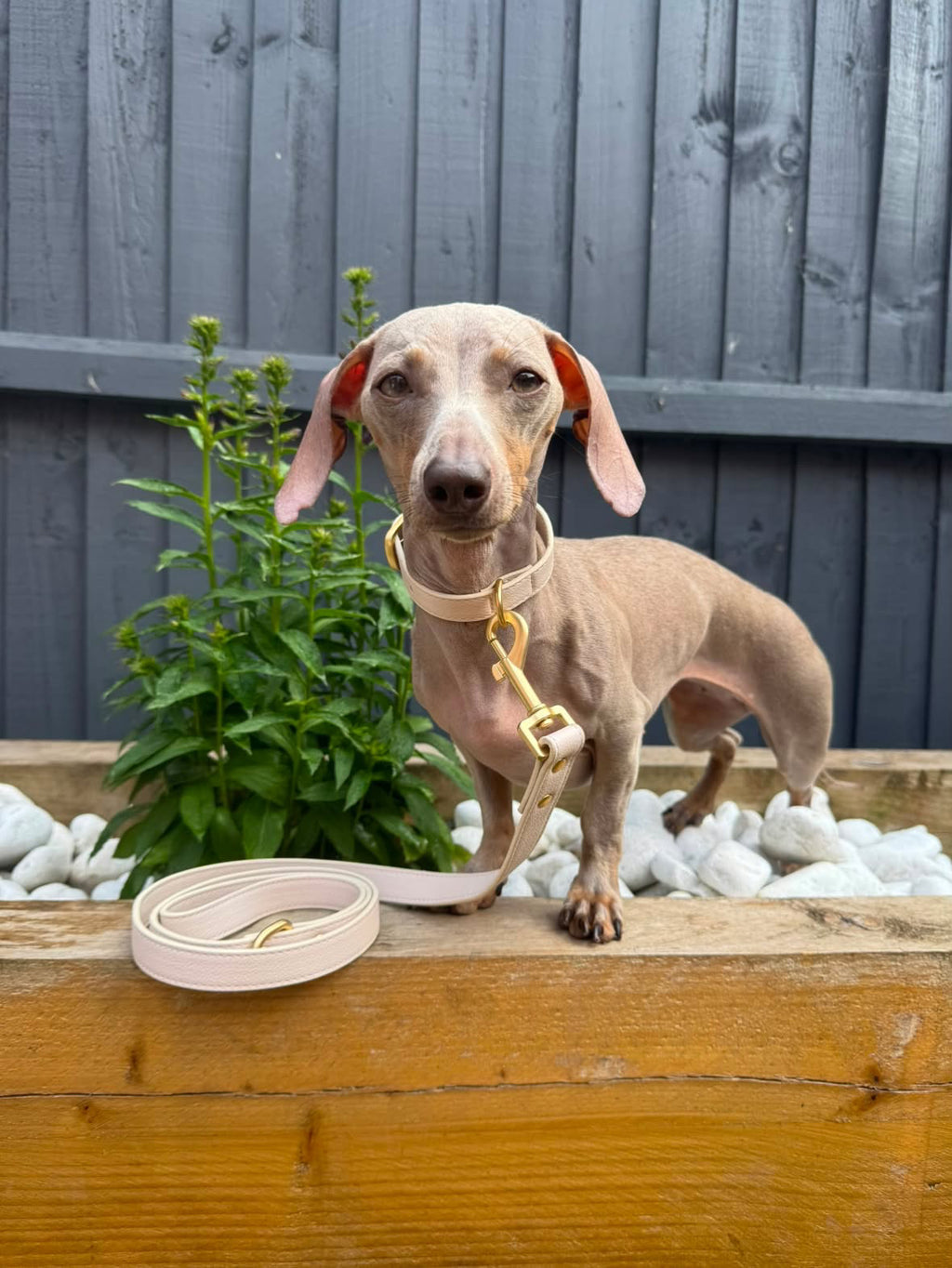 Coconut Milk Dog Collar