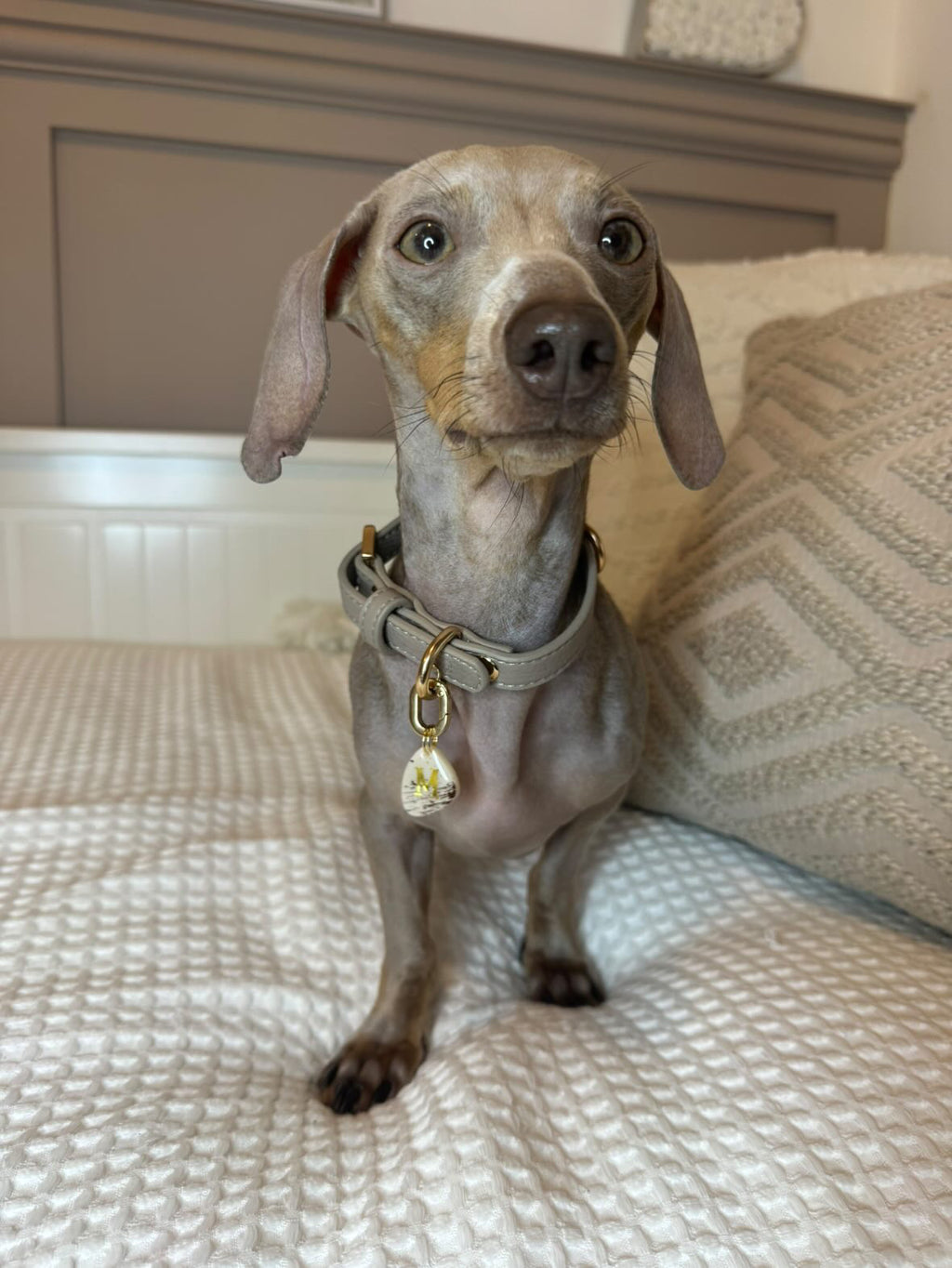 Hearthstone dog collar